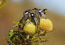 White-cheeked Honeyeater (Phylidonyris nigra) group squabbling, Cheyne Beach, Western Australia, Australia
