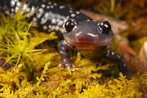Northern Slimy Salamander (Plethodon glutinosus), Montreat, North Carolina