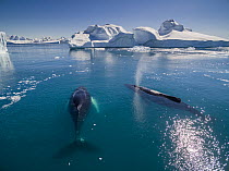 Humpback Whale (Megaptera novaeangliae) mother and calf, Disko Bay, Ilulissat, Greenland