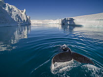 Humpback Whale (Megaptera novaeangliae) diving near icebergs, Disko Bay, Ilulissat, Greenland