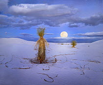 Agave (Agave sp) and moon, White Sands National Monument, New Mexico, digital composite