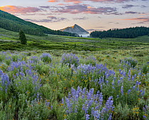 Lupine (Lupinus sp) flowers, Mount Crested Butte, Colorado