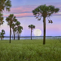 Cabbage Palm (Sabal sp) trees and moon, Myakka River State Park, Florida, digital composite