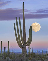 Saguaro (Carnegiea gigantea) cactus and moon, Arizona, digital composite