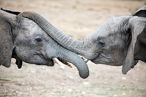 African Elephant (Loxodonta africana) juveniles playing, Addo National Park, South Africa
