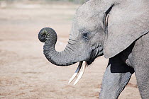 African Elephant (Loxodonta africana) juvenile lifting trunk, Addo National Park, South Africa
