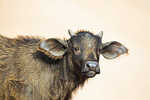 Cape Buffalo (Syncerus caffer) calf, Addo National Park, South Africa