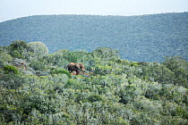 African Elephant (Loxodonta africana) in shrubland, Addo National Park, South Africa