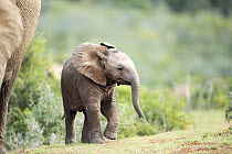African Elephant (Loxodonta africana) calf, Addo National Park, South Africa
