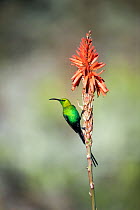 Malachite Sunbird (Nectarinia famosa) male, Garden Route National Park, South Africa