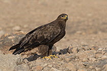 Imperial Eagle (Aquila heliaca), Oman