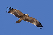 Imperial Eagle (Aquila heliaca) flying, Oman