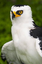 Black-and-white Hawk-Eagle (Spizastur melanoleucus), Panama