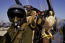 Peregrine Falcon (Falco peregrinus) with fighter jet falconer, France