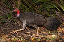 Australian Brush Turkey (Alectura lathami), Australia