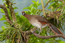 Rufous-headed Chachalaca (Ortalis erythroptera), Ecuador