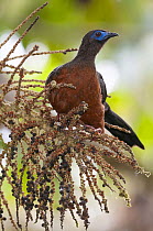 Sickle-winged Guan (Chamaepetes goudotii), Ecuador