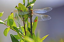 Green Darner (Anax junius) dragonfly, Pennsylvania