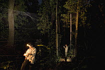 Pallas' Long-tongued Bat (Glossophaga soricina) researchers setting mist nets at night, Smithsonian Tropical Research Station, Barro Colorado Island, Panama