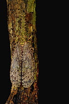 Saw-nosed Planthopper (Cathedra serrata) camouflaged on tree, Soberania National Park, Panama