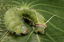 Saturniid Moth (Periphoba arcaei) caterpillar with false head, Barro Colorado Island, Panama