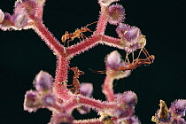Ponerine Ant (Ectatomma sp) pair and mimicking plant bug nymph, Barro Colorado Island, Panama