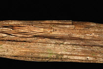 Ogrefaced Spider (Deinopis sp) camouflaged, Panama