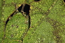 Walking Leaf (Phylliidae) camouflaged on leaf, Penang, Malaysia