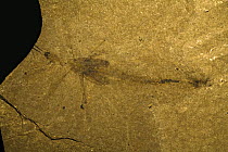 Walking Leaf (Phylliidae) fossil, Messel, Germany