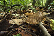 Walking Leaf (Phylliidae) camouflaged in leaf litter, Panama