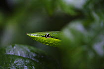 Green Vine Snake (Oxybelis fulgidus), Panama
