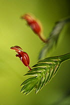 Twayblade (Liparis sp) flowering, Sabah, Borneo, Malaysia