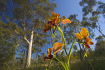 Pansy Orchid (Diuris magnifica) flowers, Perth, Western Australia, Australia