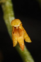 Greenhood (Pterostylis sp) flower, Sabah, Borneo, Malaysia
