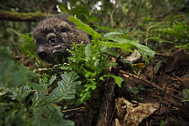 Western Tree Hyrax (Dendrohyrax dorsalis) orphan young, Bioko Island, Equatorial Guinea