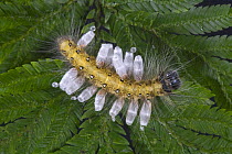 Skipper (Hesperiidae) caterpillar covered with empty pupal cases of parasitoid wasp, Bioko Island, Equatorial Guinea
