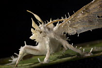 Moth killed by parasitic fungus, Bioko Island, Equatorial Guinea