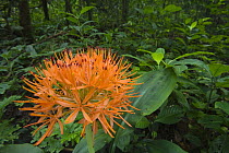 African Blood Lily (Haemanthus sp) flower in rainforest, Bioko Island, Equatorial Guinea
