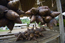 Giant snails for sale in market, Bioko Island, Equatorial Guinea