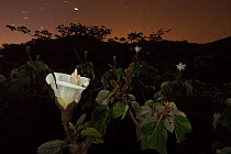 Balsa Tree (Ochroma lagopus) flowers at night, Barro Colorado Island, Panama