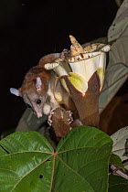 Woolly Opossum (Caluromys philander) feeding on Balsa Tree (Ochroma lagopus) flower nectar at night, Barro Colorado Island, Panama