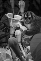 Panamanian Night Monkey (Aotus zonalis) feeding on Balsa Tree (Ochroma lagopus) flower nectar at night, Barro Colorado Island, Panama