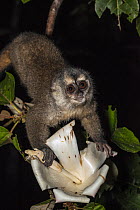Panamanian Night Monkey (Aotus zonalis) feeding on Balsa Tree (Ochroma lagopus) flower nectar at night, Barro Colorado Island, Panama