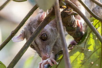 Woolly Opossum (Caluromys philander) on Balsa Tree (Ochroma lagopus), Panama