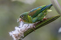 Orange-chinned Parakeet (Brotogeris jugularis) feeding on unripe Balsa Tree (Ochroma lagopus) fruit, Panama