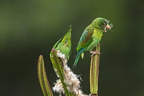 Orange-chinned Parakeet (Brotogeris jugularis) pair feeding on unripe Balsa Tree (Ochroma lagopus) fruit, Panama