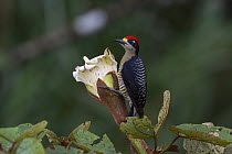 Black-cheeked Woodpecker (Melanerpes pucherani) feeding on Balsa Tree (Ochroma lagopus) flower nectar, Barro Colorado Island, Panama