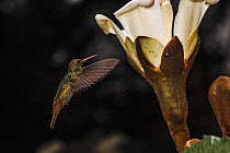 Rufous-tailed Hummingbird (Amazilia tzacatl) male approaching Balsa Tree (Ochroma lagopus) flower, Barro Colorado Island, Panama