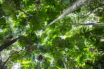 Licuala Fan Palm (Licuala ramsayi) in rainforest, Queensland, Australia