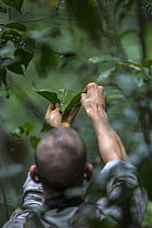 Man collecting rainwater from leaf, Salonga National Park, Democratic Republic of the Congo